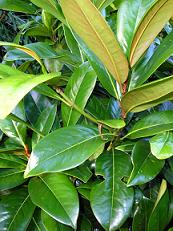 Magnolia grandiflora "Goliath"
