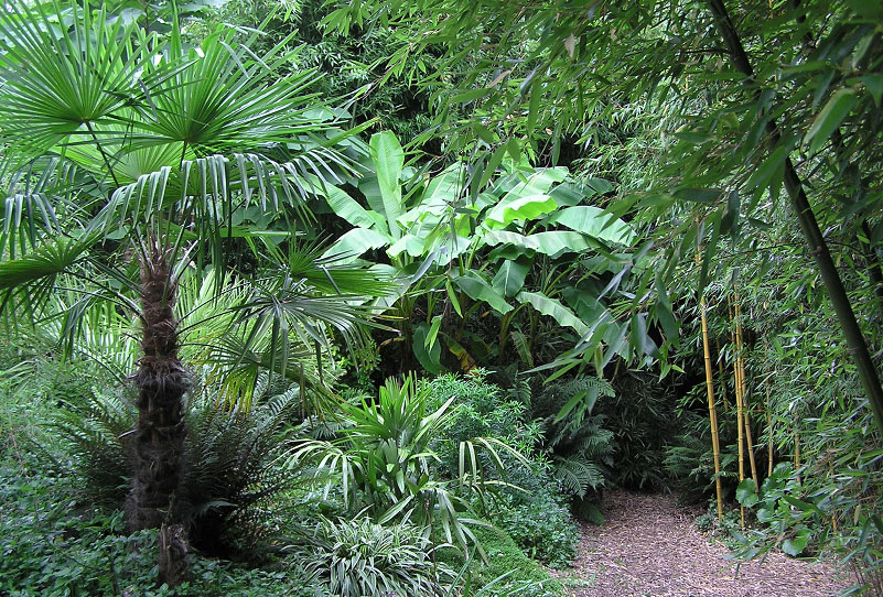 In de jungletuin met o.a. Trachycarpus fortunei, Musa basjoo en rechts Phyllostachys Aureosulcata Aureocaulis (gele bamboe)