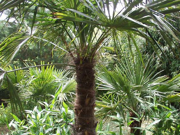 Trachycarpus fortunei-palmen in de jungletuin.