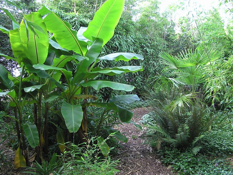 Musa sikkimensis (banaan) met Trachycarpus fortunei (palm) en Polystichum munitum (varens).