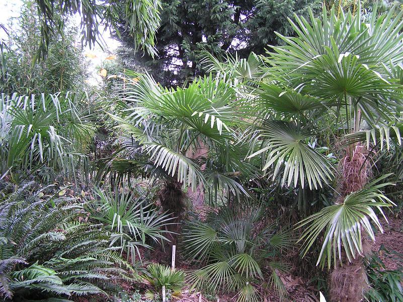 Palmengroep in de jungletuin. Diverse soorten T. fortunei ('Charlotte' en 'Kiril'), Chamaerops humilis 'Vulcano' en 'cerifera'