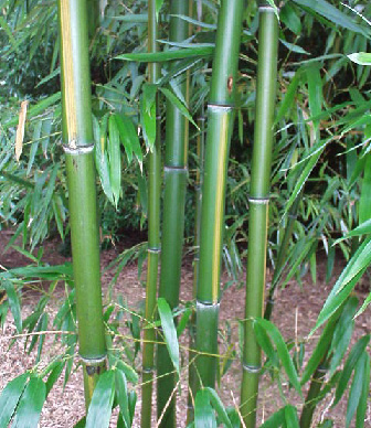 Bamboe5
