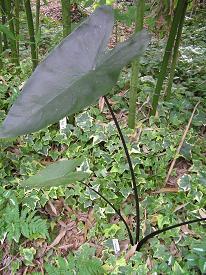Colocasia ecotype I