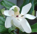 Magnolia grandiflora "Edith Bogue"