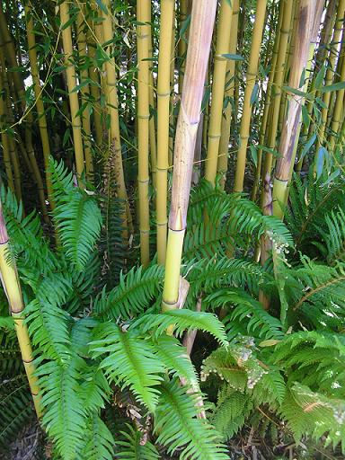 Gele bamboe (Phyllostachys aureosulcata 'Aureocaulis') met varens (Polystichum munitum).