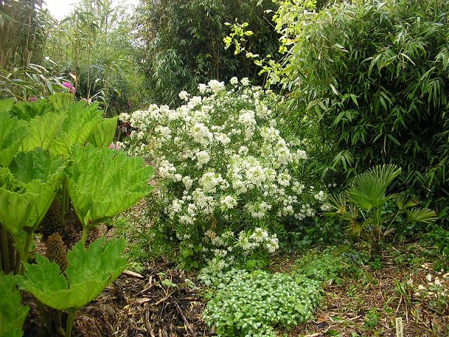 Voorjaar met Gunnera manicata, Choisya ternata 'Aztec Pearl' in bloei en Phyll. vivax met daarvoor kleine Trachycarpus wagnerianus.