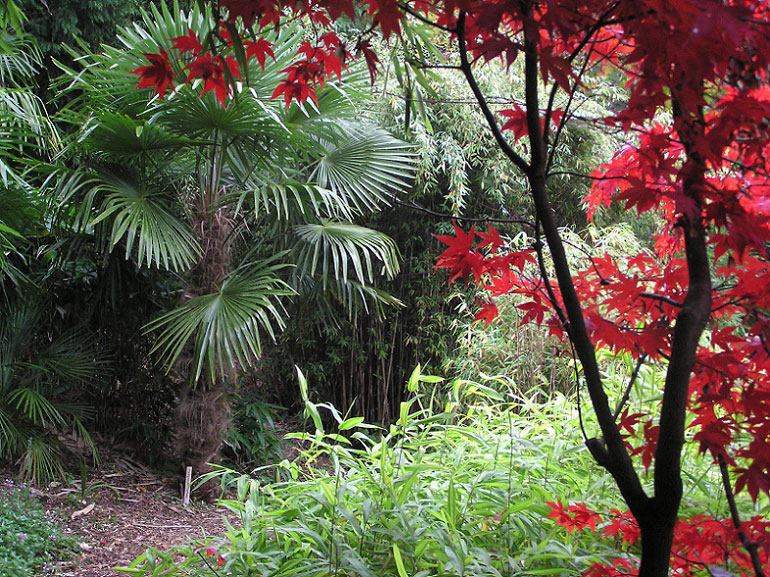 Bloedrood herfstblad van de Japanse esdoorn (Acer 'Osaka Suki') met lage goudgele bamboe (Pleioblastus auricoma) en Trachycarpus fortunei.