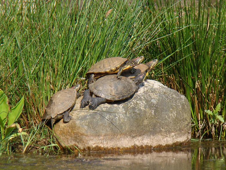 De schildpadden liggen heerlijk op te warmen op een steen naast de vijver