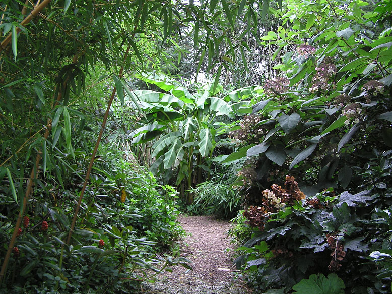 Junglepad, met Phyllostachys vivax 'Aureocaulis', Musa basjoo en rechts Hydrangea aspera var. sargentiana en Hydrangea quercifolia
